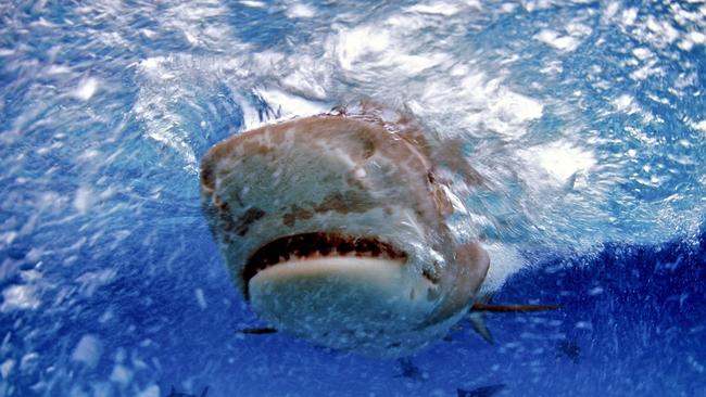 The waters along Mackay and Whitsundays have been the scene of a number of vicious shark attacks.