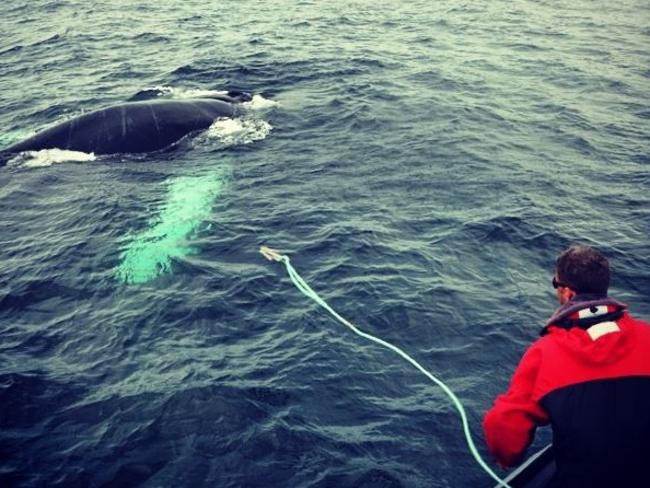 A member of the Campobello Whale Rescue Team rescued nine-year-old humpback whale, Hang-Glide, from lobster netting in the Bay of Fundy, northeast of Maine, in June 2014. Picture: Facebook/International Fund for Animal Welfare — IFAW