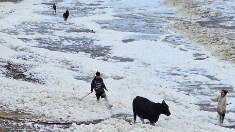 Cows have been rescued from floodwater inundating Wallabi Beach on the NSW Mid North Coast. Picture: Facebook