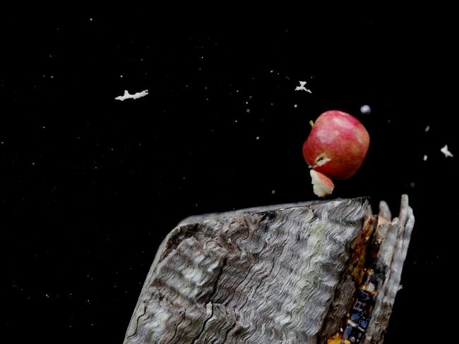 The apple is obliterated. (AAP Image/Sue Graham)