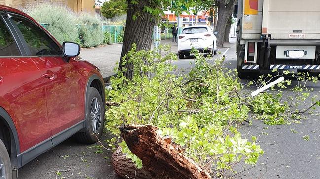 A tree fell onto Moorabool St and a passing truck on Friday 4 November. Picture: SES Geelong Unit Facebook.