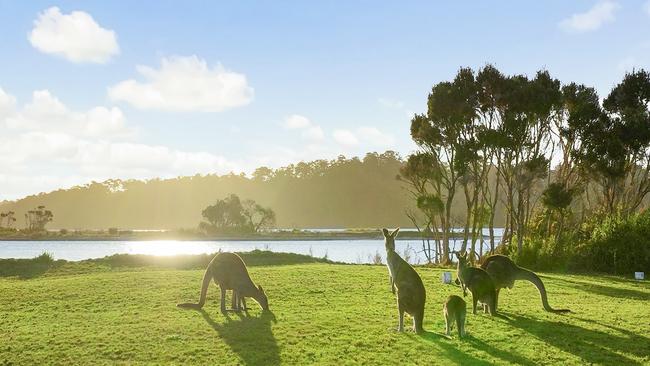 Kangaroos are among the native wildlife living on the island.