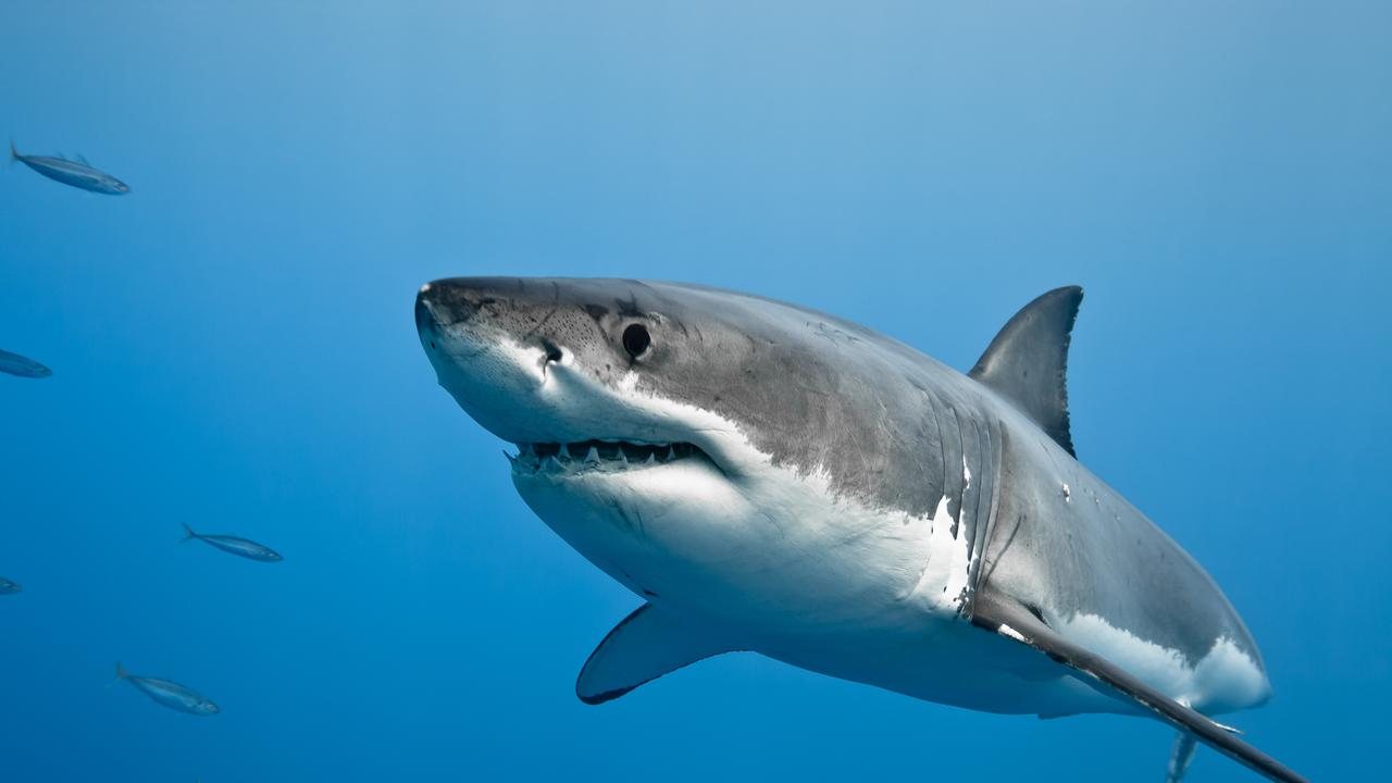 A great white shark in Pacific Ocean near the coast of Guadalupe Island.