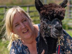 Helen Macdonald holds tightly onto Geronimo the alpaca at Shepherds Close Farm in Wooton Under Edge, Gloucestershire. Picture: Getty Images