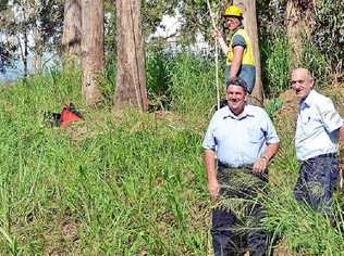 Somerset Regional Council Mayor Graeme Lehmann and natural resource management officer Trevor Page watch Heritage Tree Care arborists Jason Pattie (left) and Ryan Garwood. . Picture: Contributed