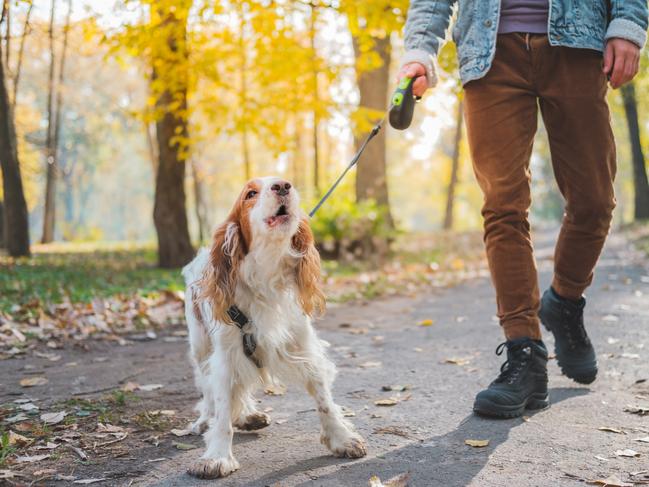 Russian spaniel at a walk misbehaving or being bad tempered istock untrained dog