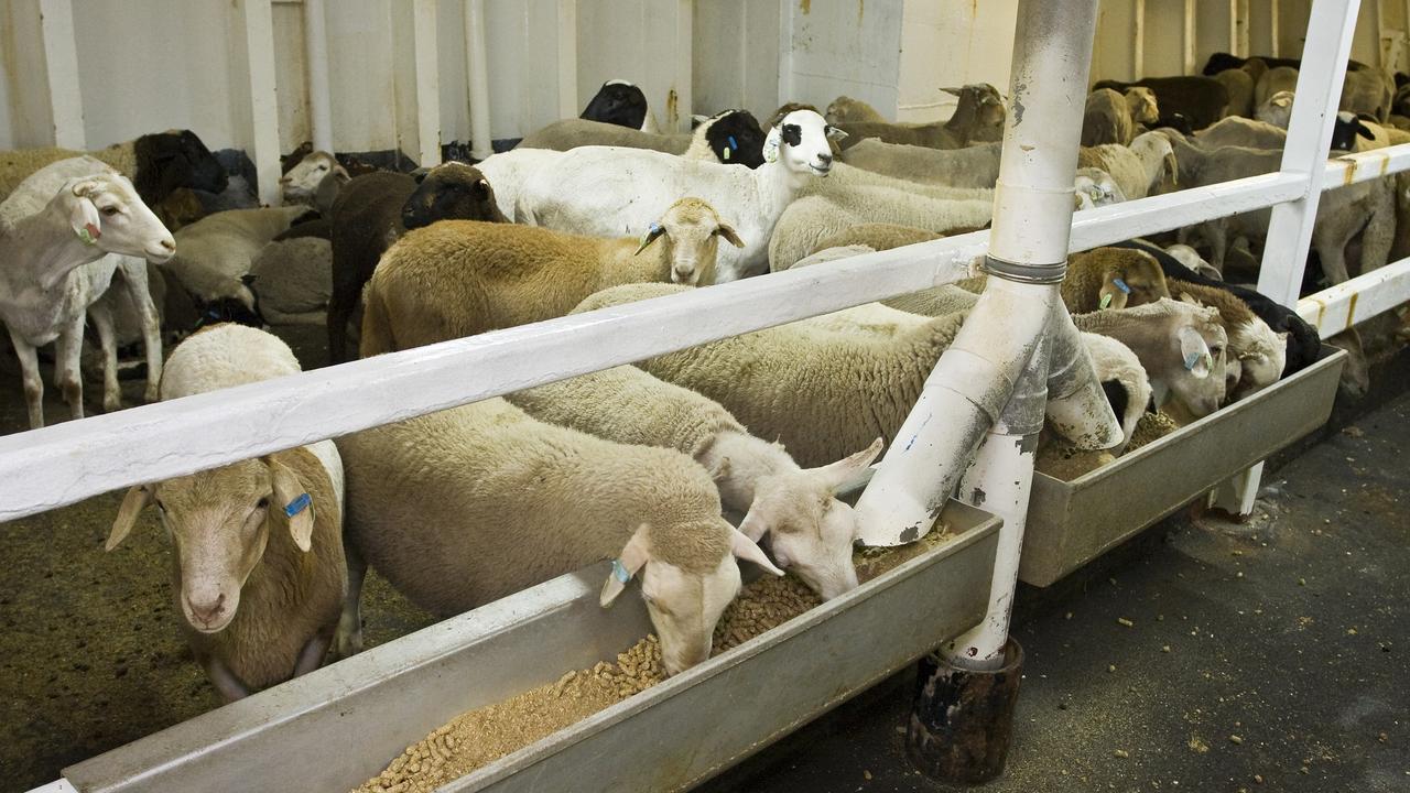 Farmers feeling fleeced over sheep export ban