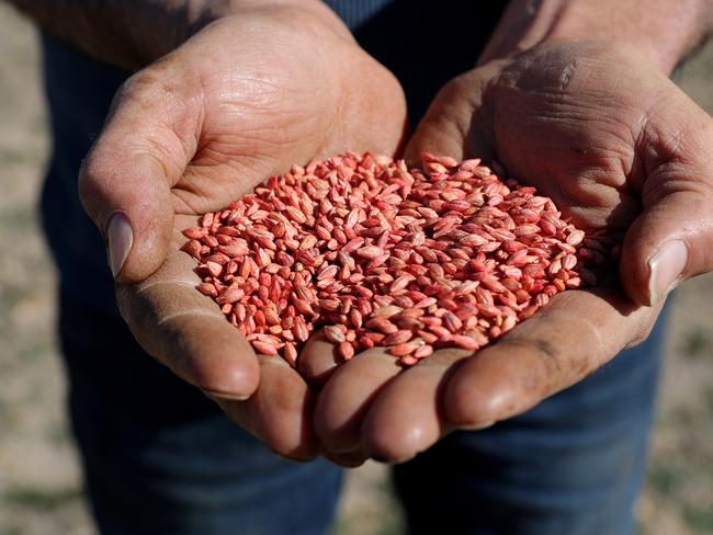 The Australian brewing industry sources $500m worth of barley and hops from Australian farms. Picture: AAP