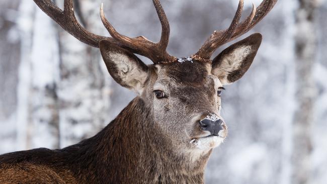 The disease has been found in 800 samples of deer, elk and moose across Wyoming, in the US.