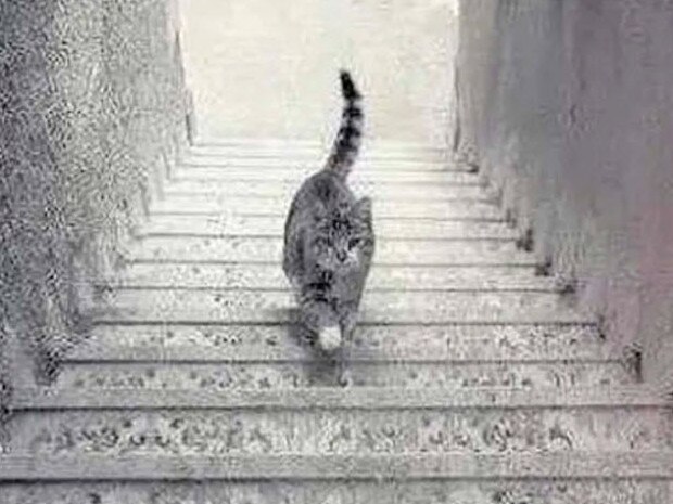 Do you see the cat going up or down the stairs? Picture: 9Gag.com