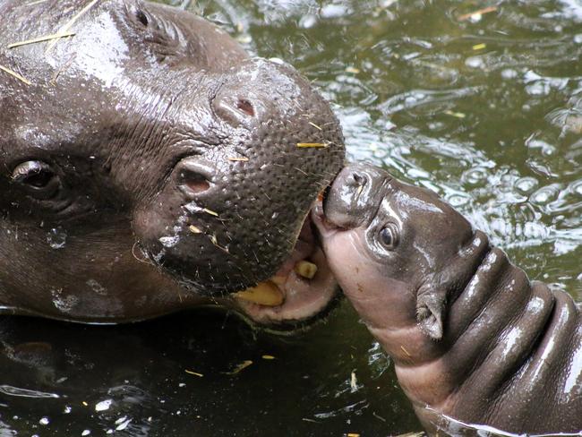 Training hippos to eat snack-sized mini hippos. Picture: AFP Photo/Taronga Zoo