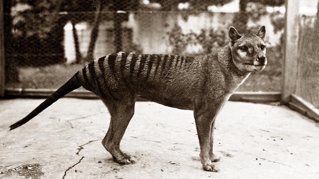 A thylacine at Beaumaris Zoo.