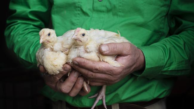 Ian McClaren with baby chicks on the family’s meadow-grazed meat chicken farm at Graytown. Picture: Zoe Phillips