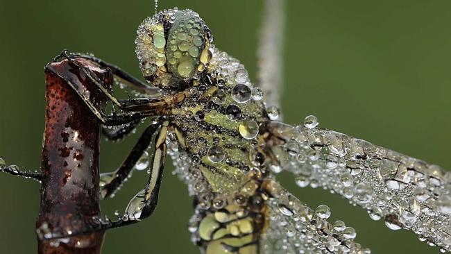 An insect like you’ve never seen before