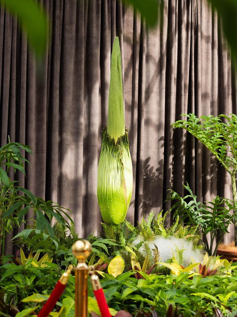 The Corpse flower has been surrounded by its other plant life. Picture: Instagram