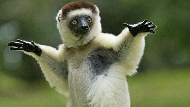 Animals who look like they're dancing in the wild  —  Australia's leading news site
