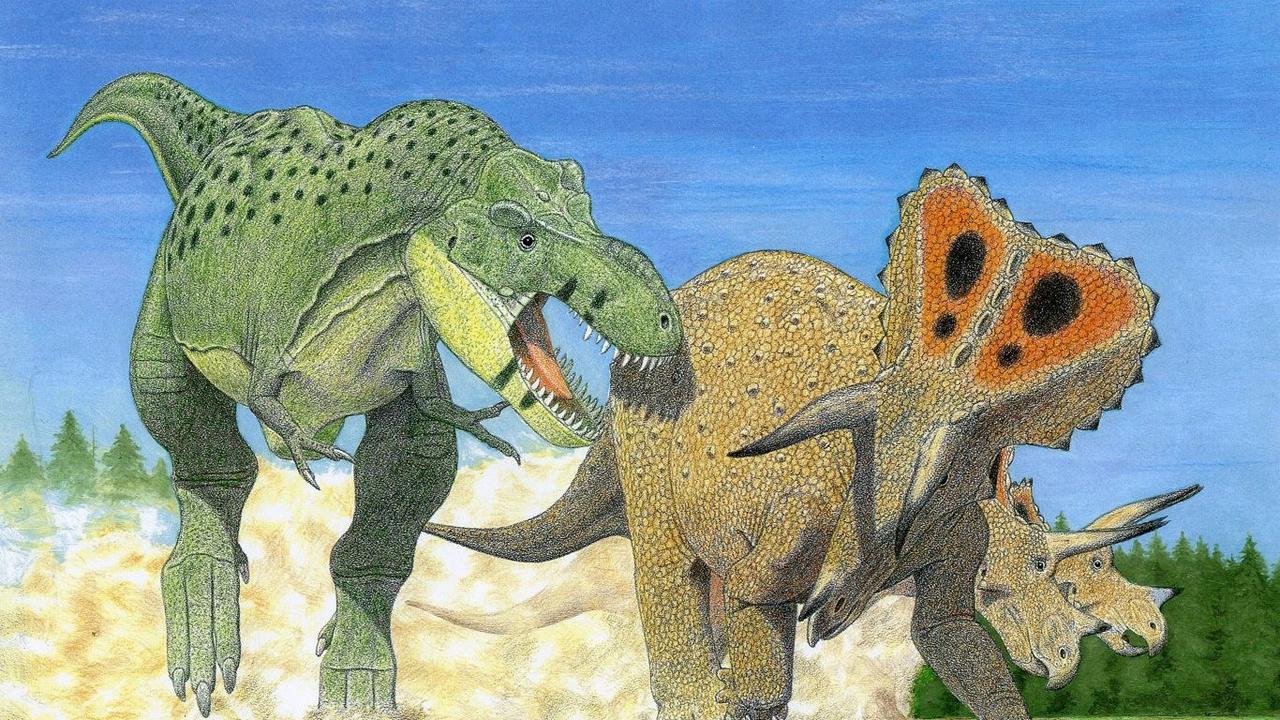 An artist's impression of a Tyrannosaurus imperator (tyrant lizard emperor) attacking a triceratops herd. Researchers believe the Tyrannosaurus rex might actually have been three species of dinosaur after finding differences in Tyrannosaurus leg bones and dental structures across specimens. Picture: Gregory S Paul