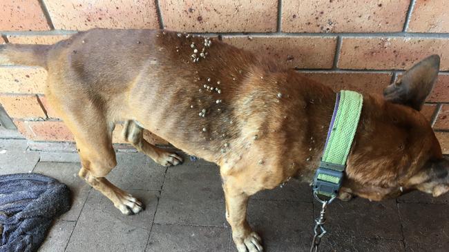 This dog was infested with ticks in Queensland. Supplied: RSPCA