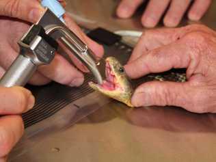 Vets at UQ Gatton saved the life of Aggro the venomous tiger snake who suffered from a tumour on his head. . Picture: Contributed