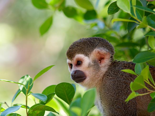 A squirrel monkey peeping from the canopy.