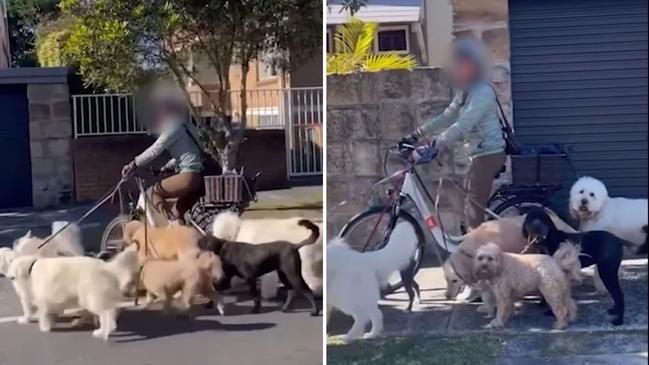 Cyclist blasted for 'stupid' dog walking act