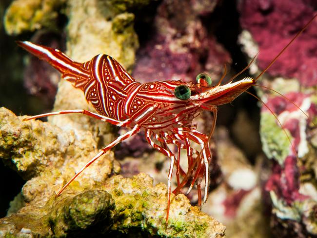 The free-living Candy Shrimp likes to hide in crevices, under overhangs, or among coarse coral rubble. Photo: Queensland Museum Discovery Guide