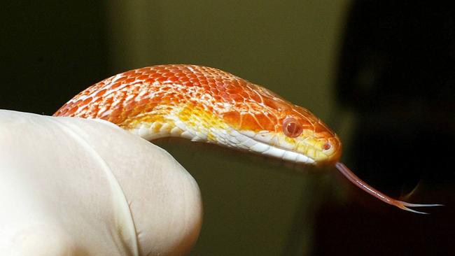 corn snake crypto