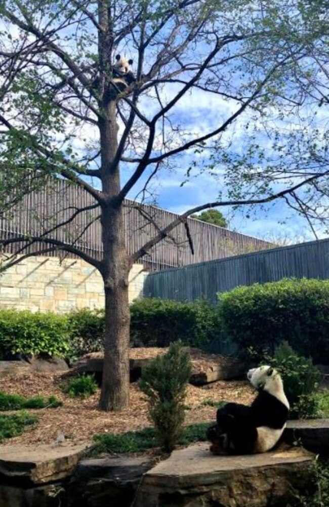 That’s not how it works … a picture tells a thousand words with Fu Ni (in the tree) and Wang Wang staring up at her. Picture: Zoos SA