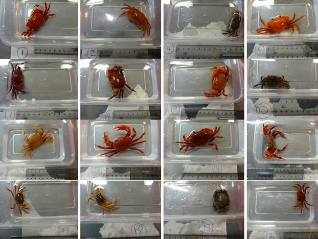 An assortment of individually cased crabs seized by biosecurity officers. Picture: Federal Department of Agriculture and Water Resources