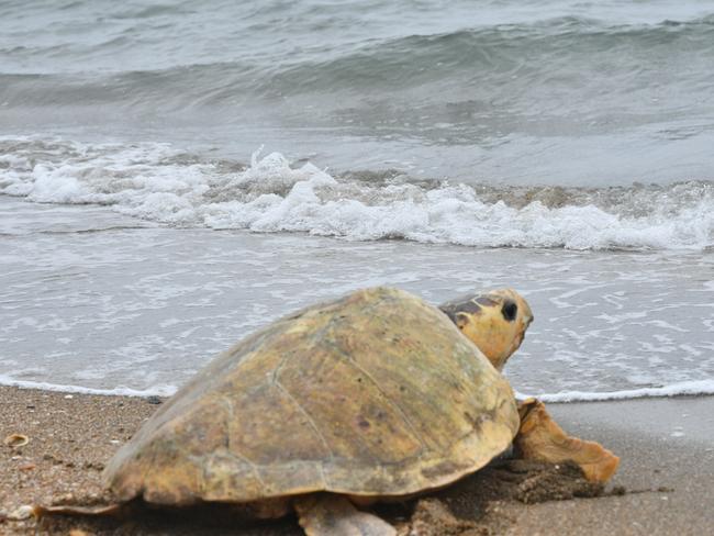 Poly the loggerhead turtle makes her way back into the ocean on Quoin Island on October 16.