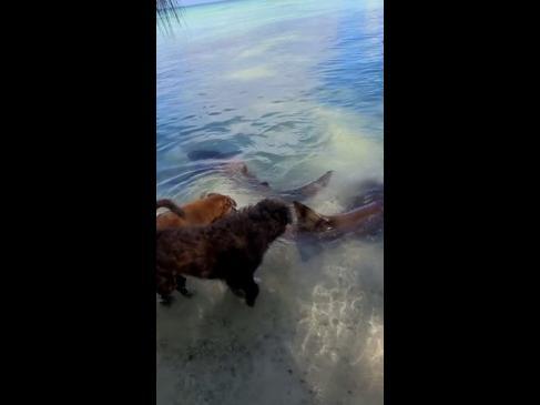 Fearless dogs play with sharks at the beach