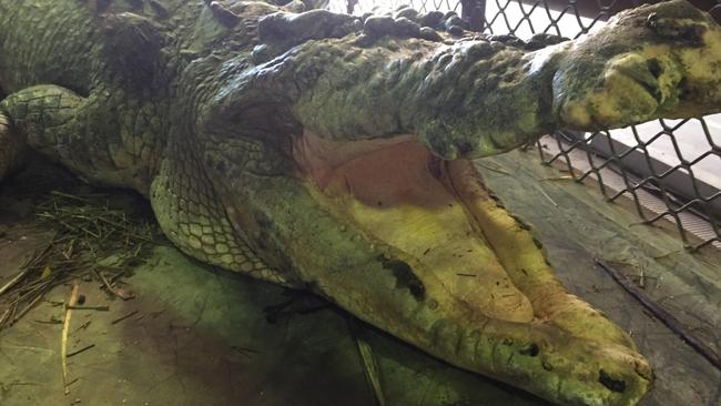 A 5 m "icon" saltwater crocodile has been trapped at a popular swimming hole near Babinda. The animal, is being held at a secret Cairns location ahead of being moved to a registered crocodile farm or zoo.