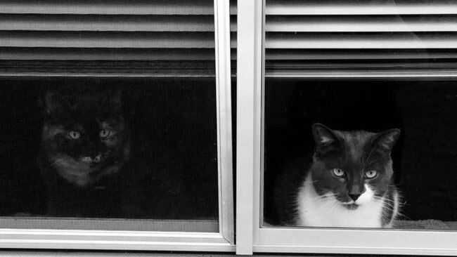 Have to see what the neighbours are up to. International Cat Day. Reader pet photos. Picture: Julie Ann