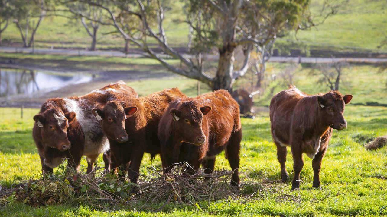 Australia’s livestock industry is holding its breath. Picture: Emma Brasier