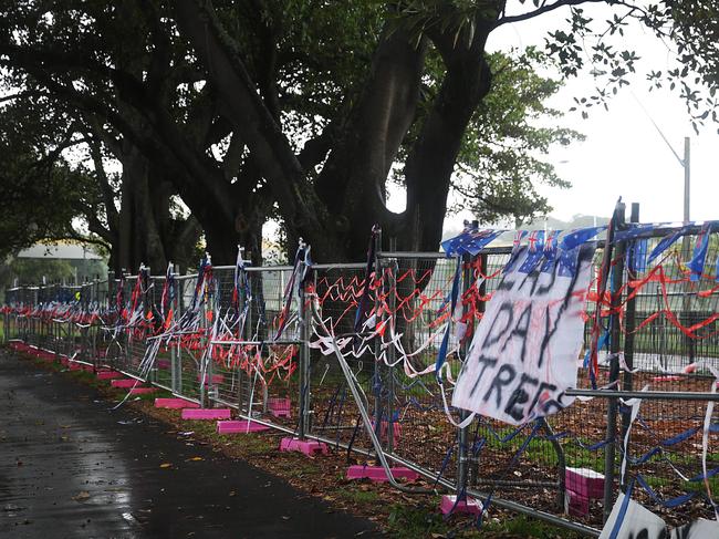 Moore Park trees on Anzac Pde which have fenced off and are due to be cut down for the light rail.