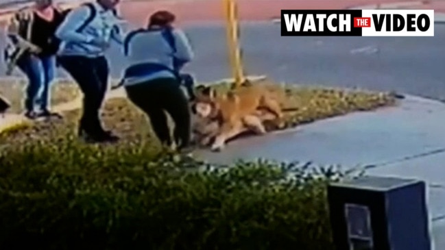 Terrifying moment dogs attack mother and child (9NEWS)