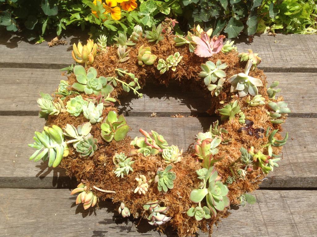Make a living succulent wreath.