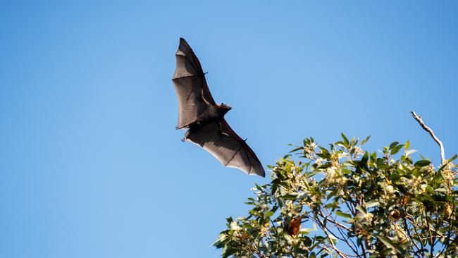 A colony of bats has stopped an ambulance helicopter from landing. Picture: Tim Pascoe