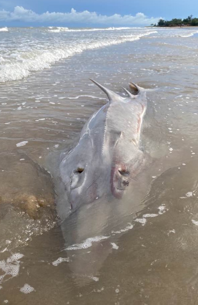 A rarely seen marine species, the Bottlenose Wedgefish (Rhynchobatus australiae), was recently discovered stranded on Casuarina Beach at Casuarina Coastal Reserve. Picture: Supplied.