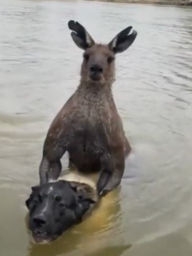 The video of the kangaroo has been viewed over 2.5 million times. Picture: TikTok