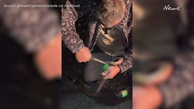 Curious snake rescued after getting stuck in VB beer can in Blackwood