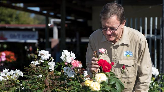 Bruce Whitfield, owner of Theo’s Garden Centre, stops to smell the roses. Photo: Dominika Lis