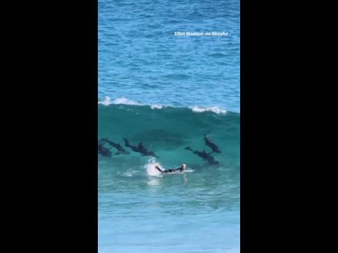 Surfer body slammed by pod of dolphins