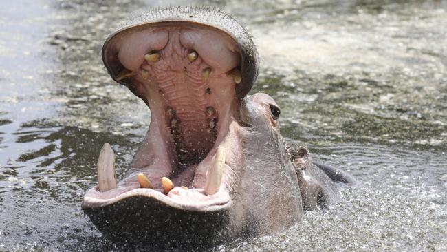 Werribee Open Range Zoo has a number of new additions to show guests following a baby boom in spring. Picture: supplied