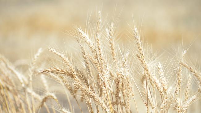 Bright outlook: ABARES expects 2020-21 winter crop production to reach 47.9 million tonnes. This is 20 per cent above the 10-year average to 2019–20 of 40 million tonnes.