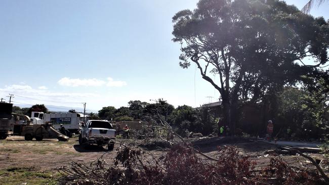 Crews work to cut down the 120-year-old fig tree at Woody Point. PHOTO: Barry Tuton