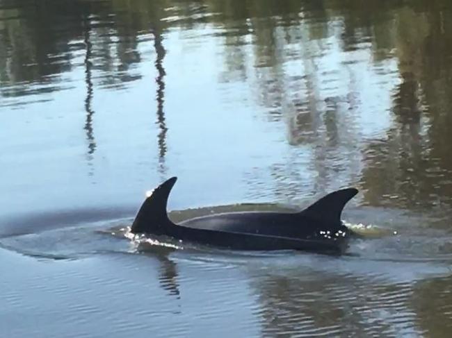 A pair of dolphins spotted swimming in the Yarra River this morning.