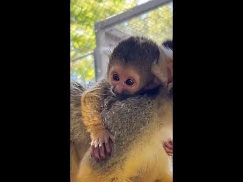 Perth Zoo welcomes adorable new babies