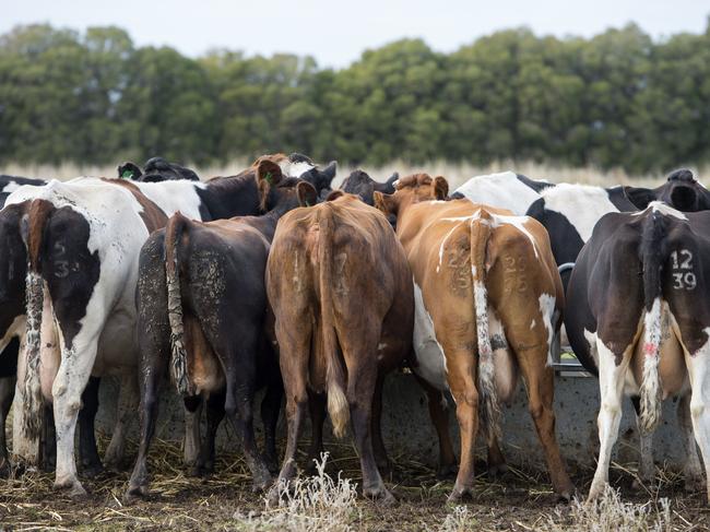 Dairy farmers cannot afford to feed their cows. Picture: ZOE PHILLIPS