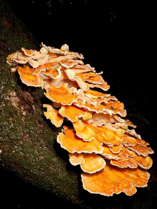 A chicken-of-the-woods mushroom, with its signature cascading folds. PHOTO: HBO